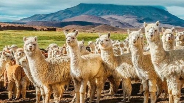 Llamas